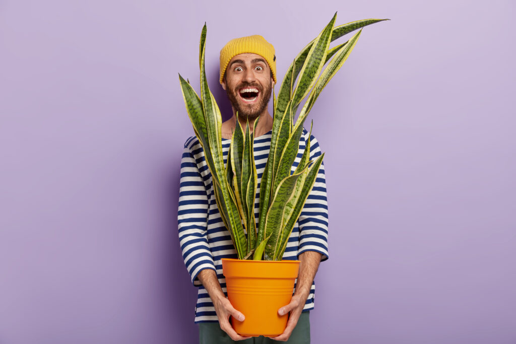 Cheerful male plant lover cares about decorative domestic flower, holds pot of sansevieria, keeps head through leaves, wears striped sailor jumper, isolated over purple background. Best hobby
